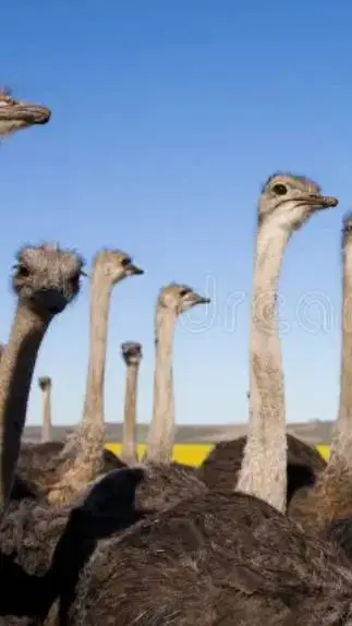 ai character: Ostrich flock background