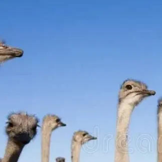 chat with ai character: Ostrich flock