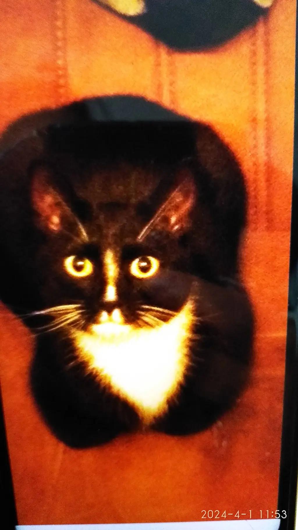ai character: the magic cat background