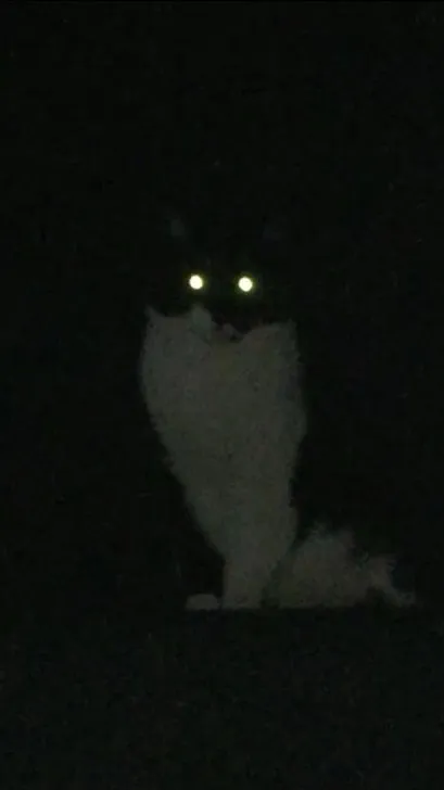 ai character: Skinwalker cat background