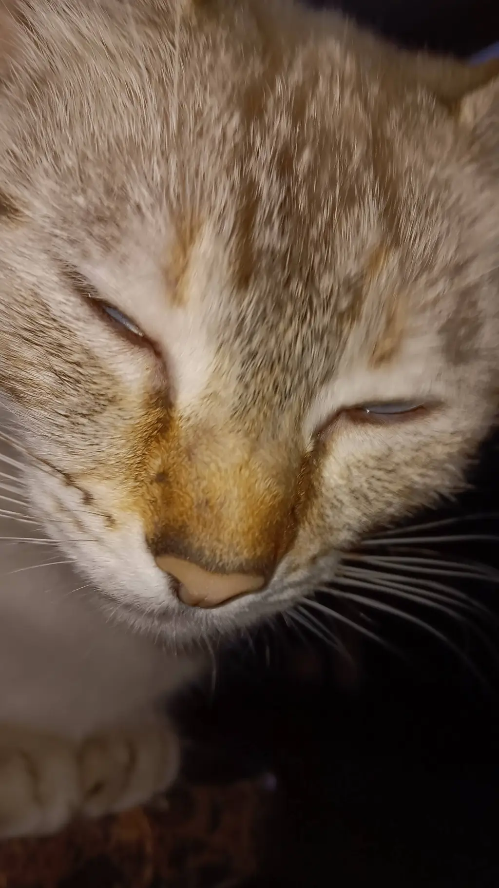 ai character: my mental cat irl background