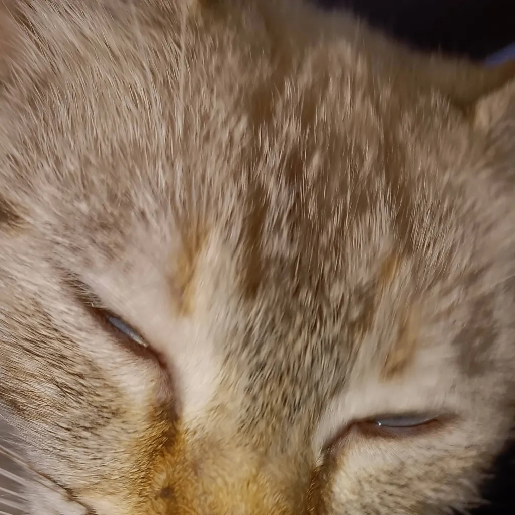 chat with ai character: my mental cat irl