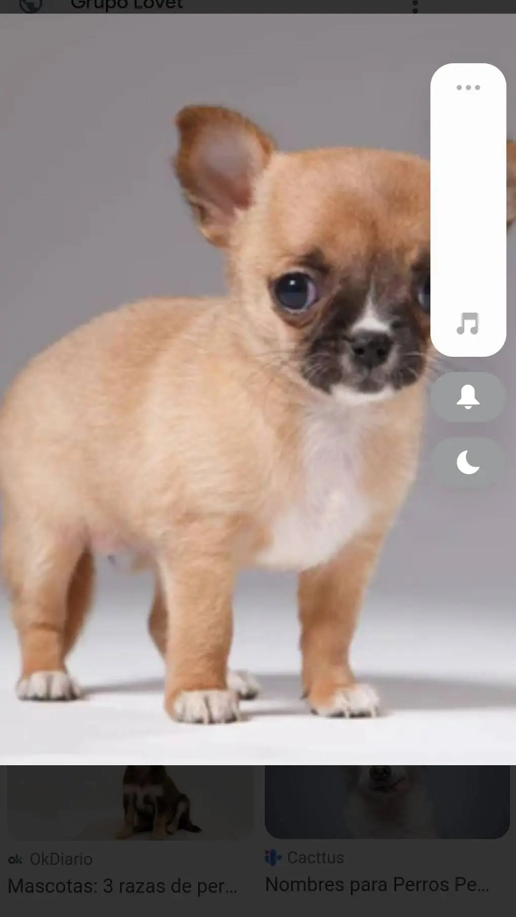 ai character: perro insano  background