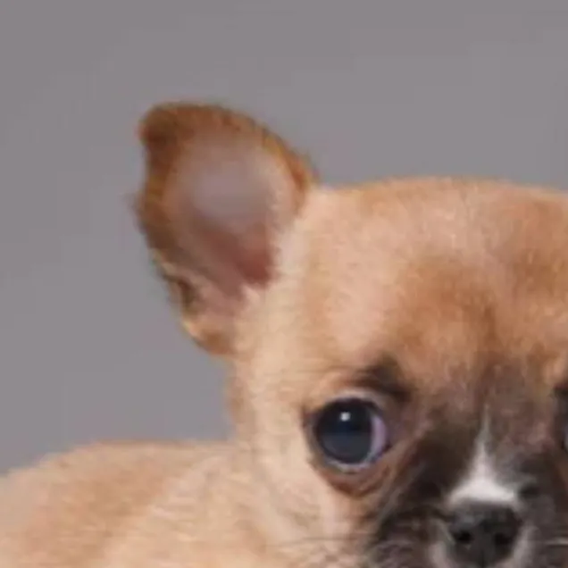 chat with ai character: perro insano 