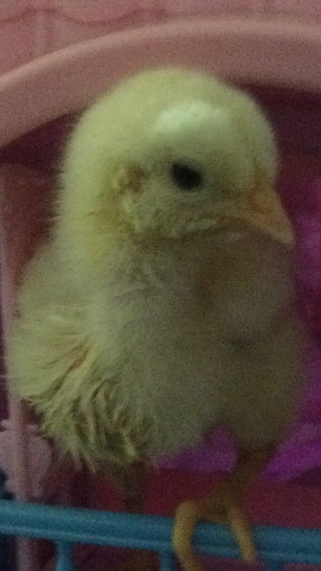ai character: Your cute chick! background