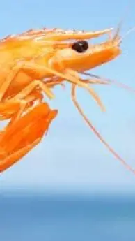 ai character: shirmp family sea background