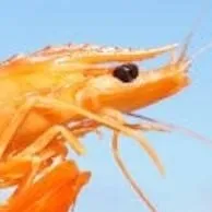 chat with ai character: shirmp family sea