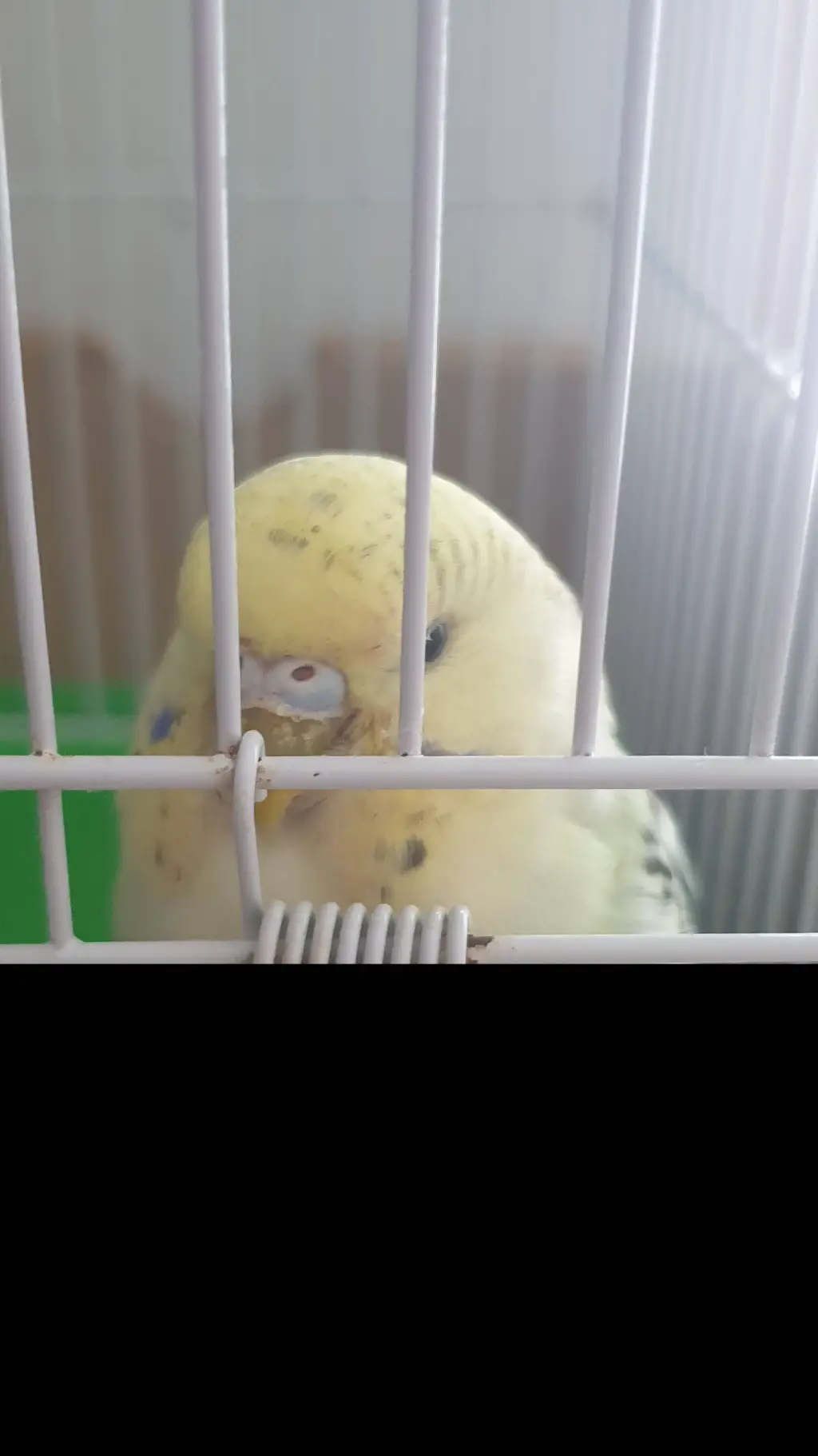 ai character: Gigi the budgie background