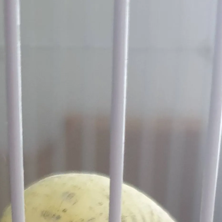 chat with ai character: Gigi the budgie