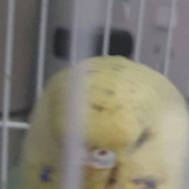 chat with ai character: Gigi bird 