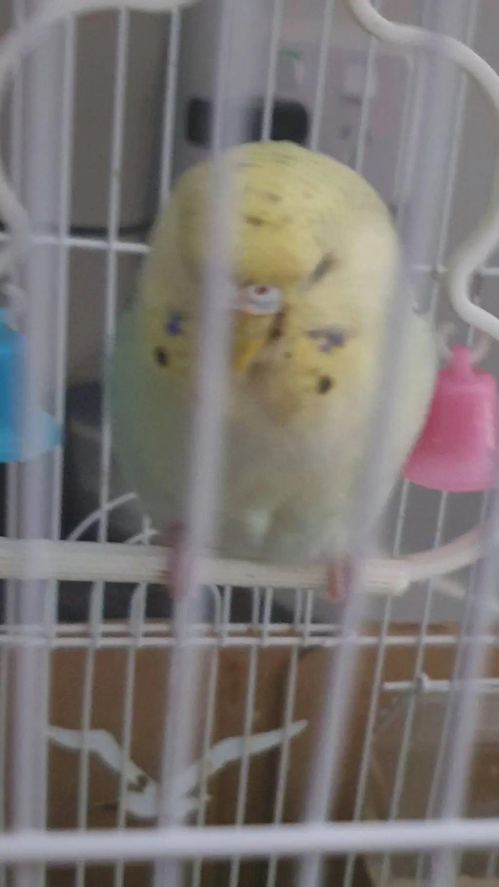 ai character: Gigi bird  background