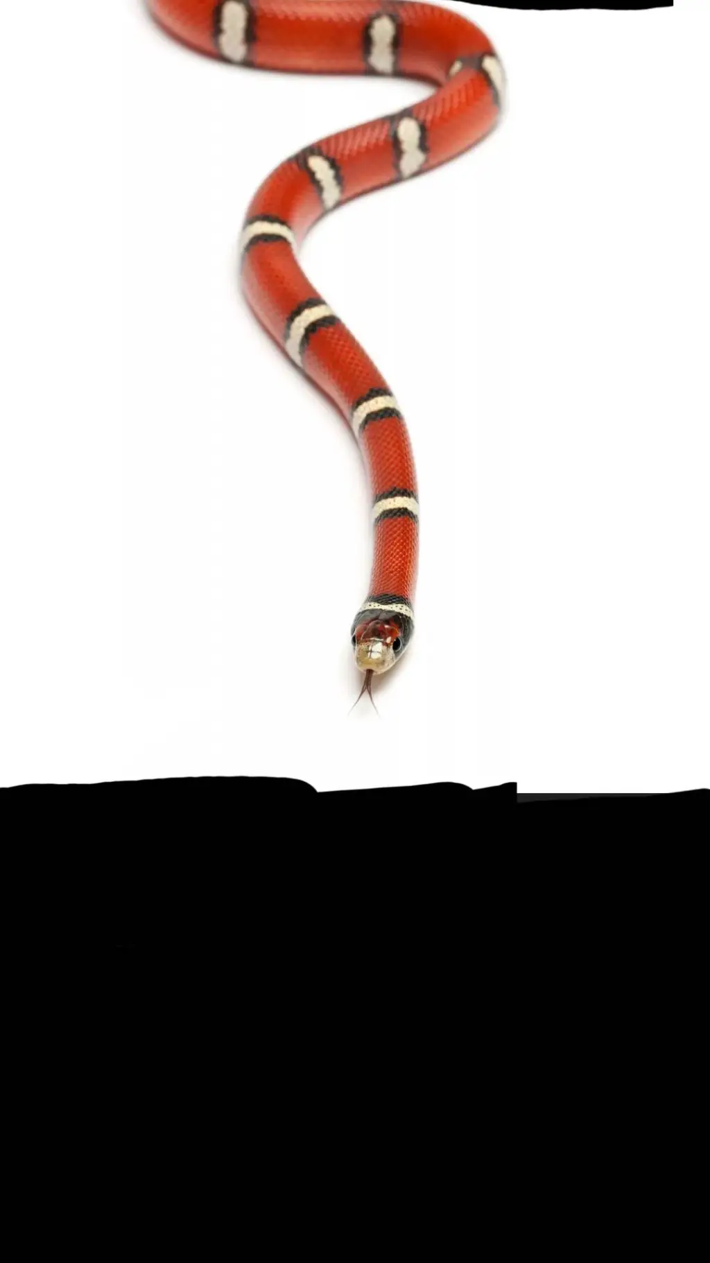 ai character: DW Your Snakes background