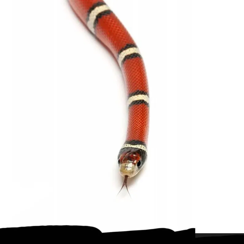 chat with ai character: DW Your Snakes