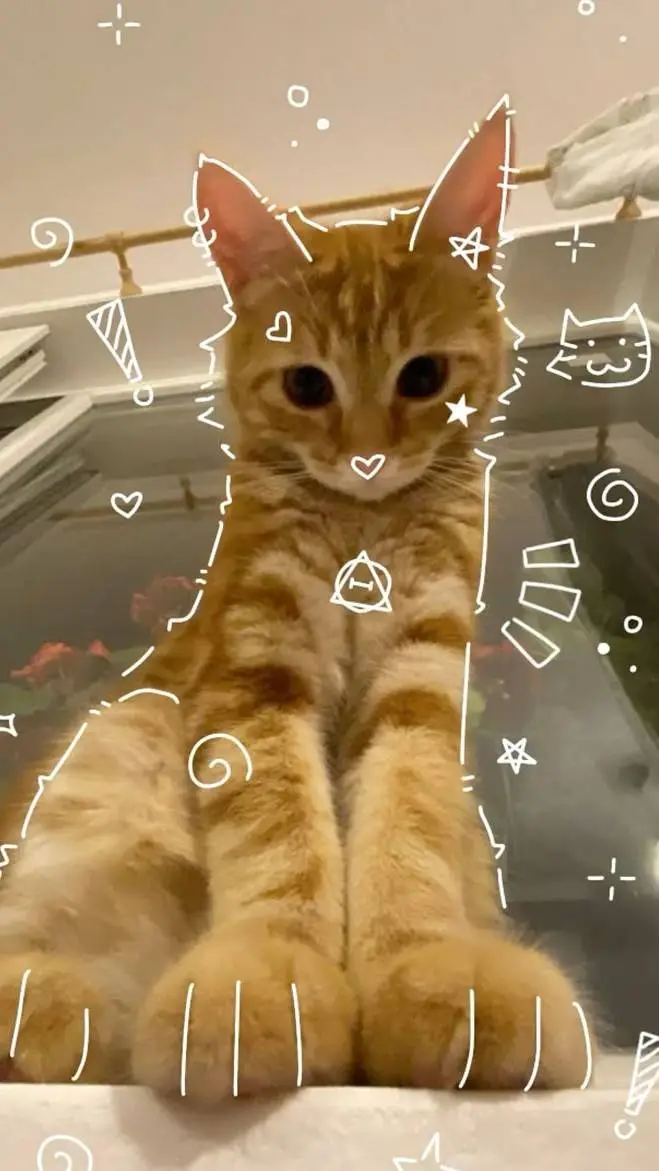 Talkie AI - Chat with 😺♤☆mimi☆♤😼