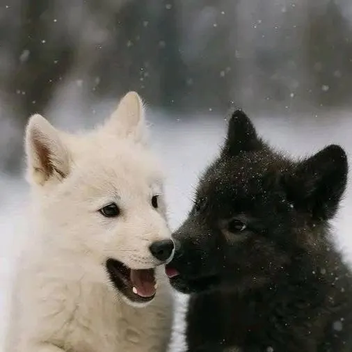 chat with ai character: snowy and forest