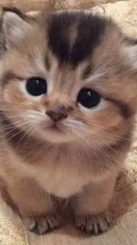 Talkie AI - Chat with Nico cat