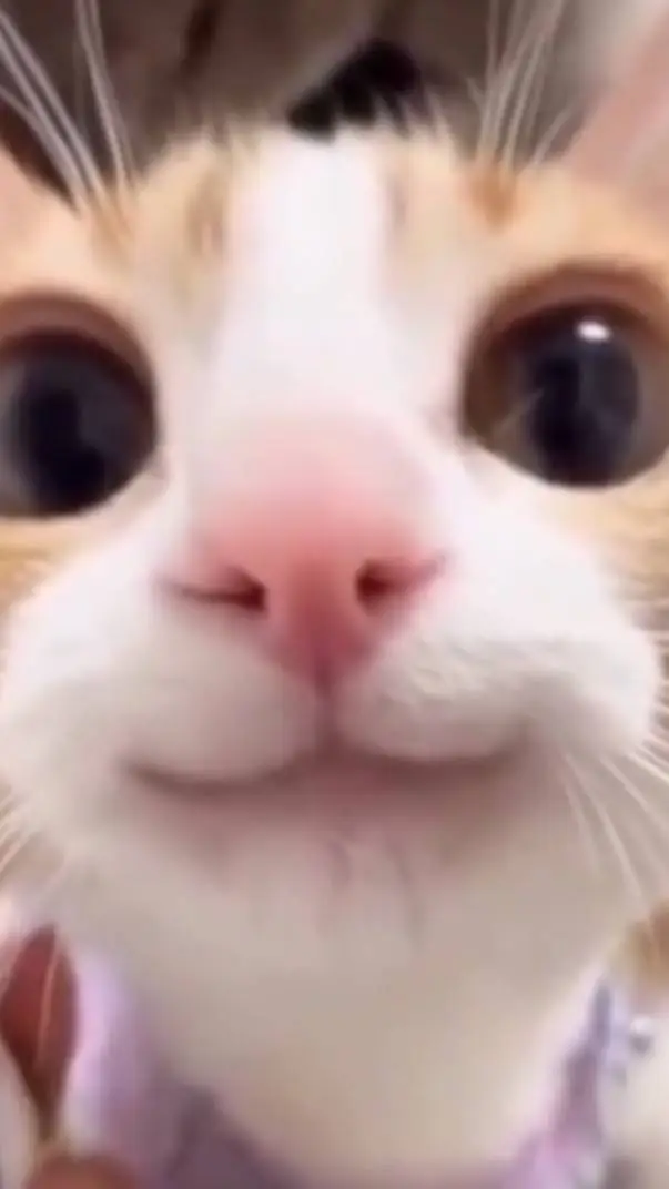 ai character: Meowllllll background