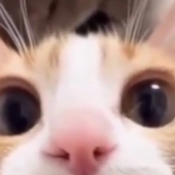 chat with ai character: Meowllllll