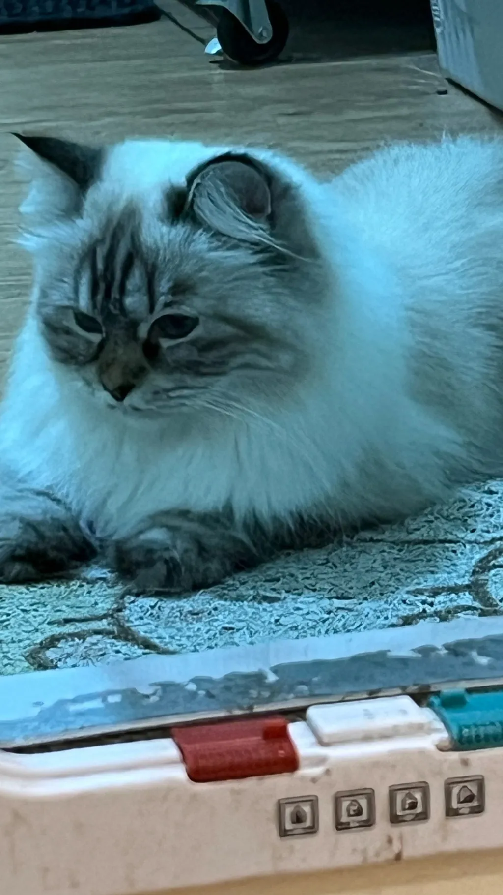 ai character: Jungwon background