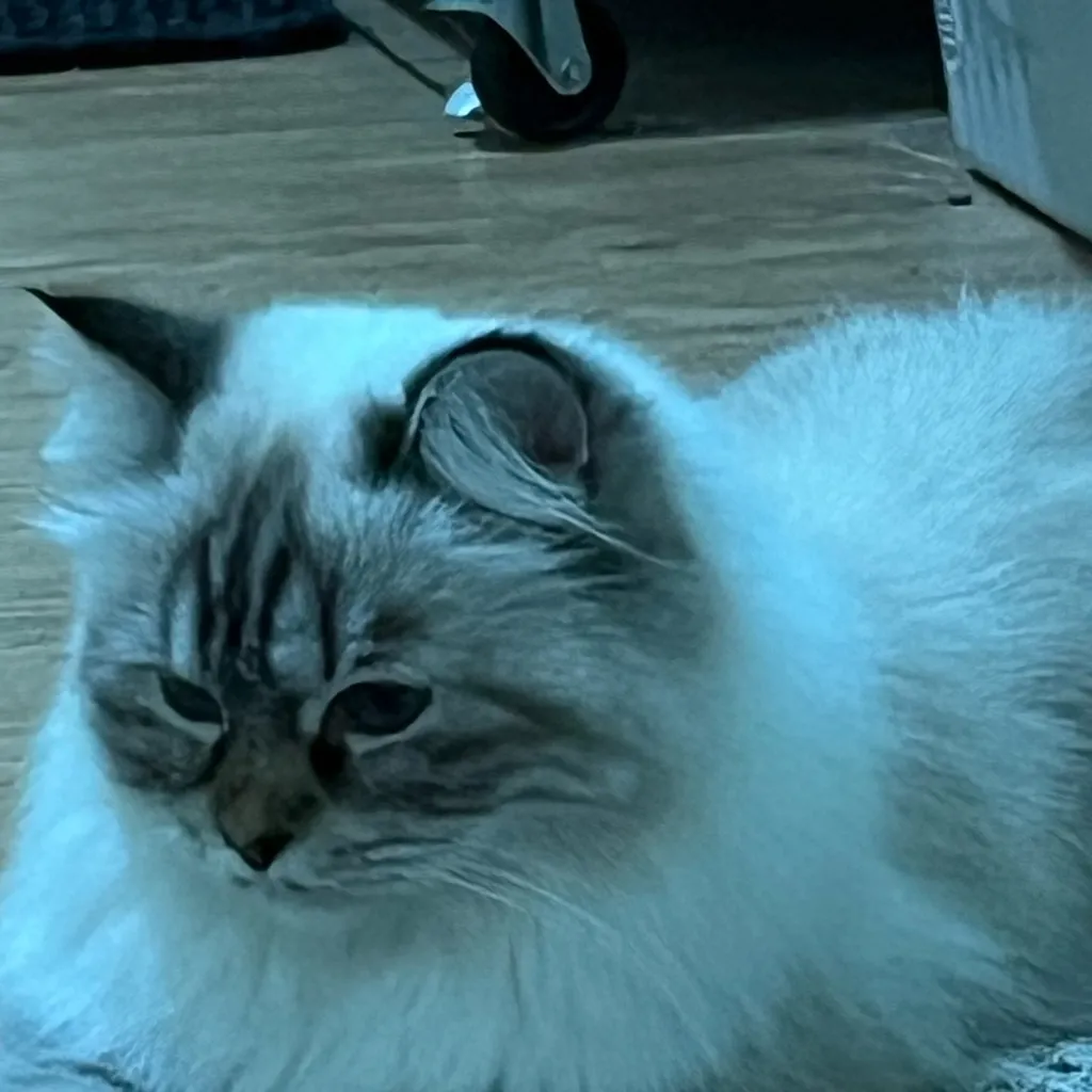 chat with ai character: Jungwon