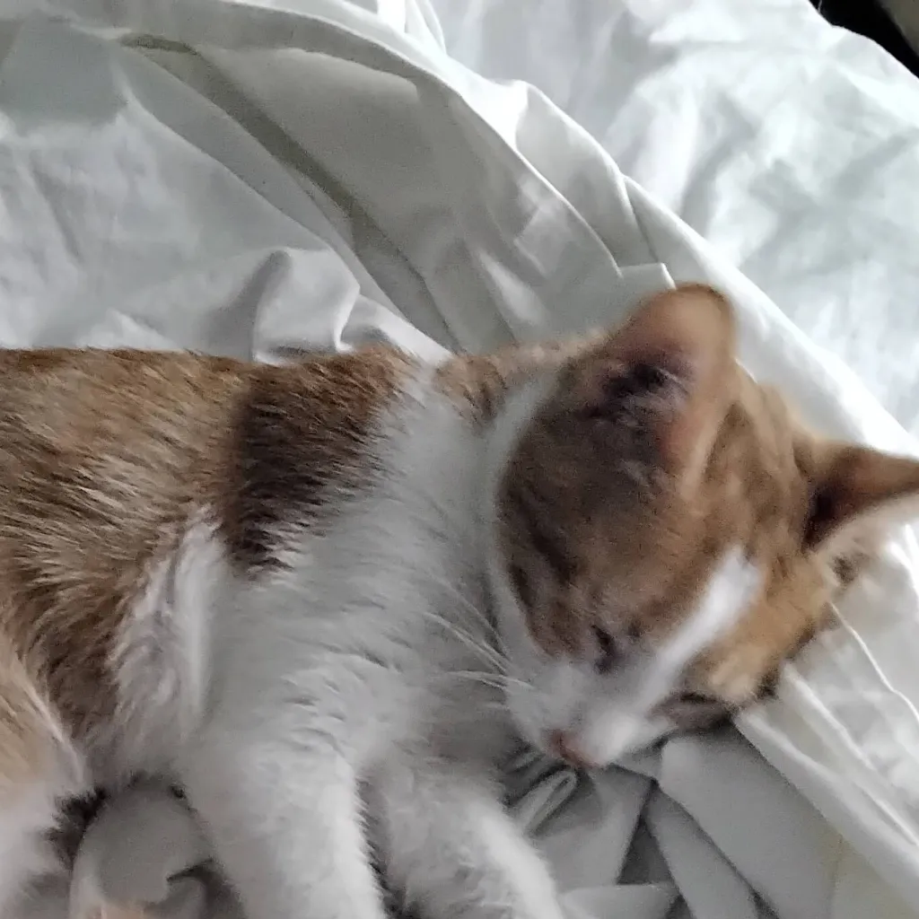 chat with ai character: kittyyyyy