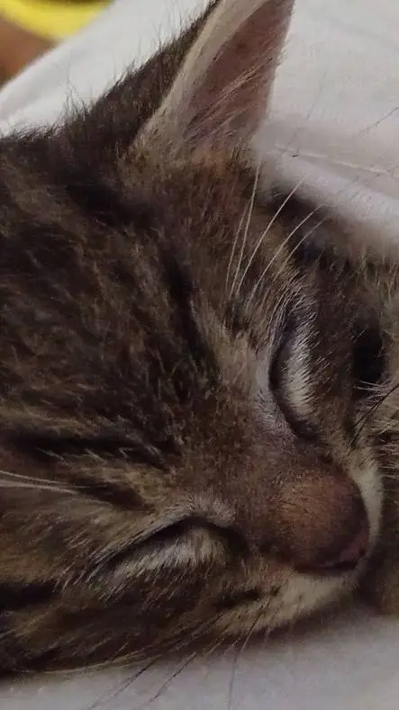 Talkie AI - Chat with Jake (fury cat)