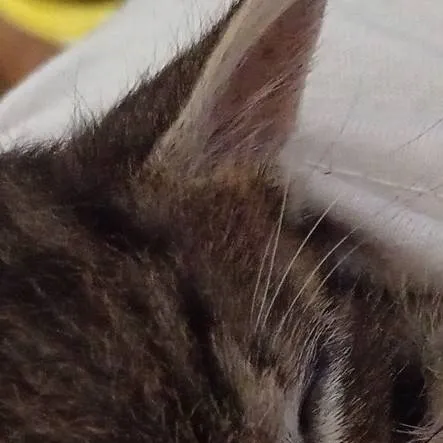 chat with ai character: Jake (fury cat)