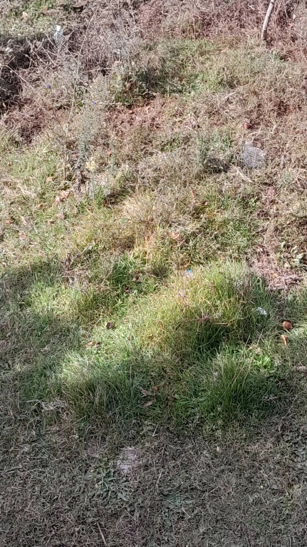 ai character: My Backyard  background