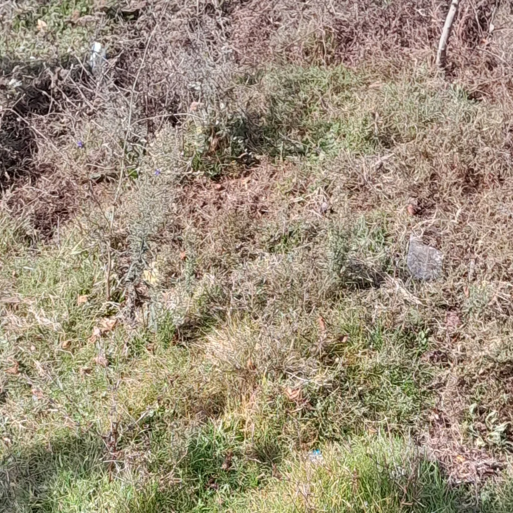 chat with ai character: My Backyard 