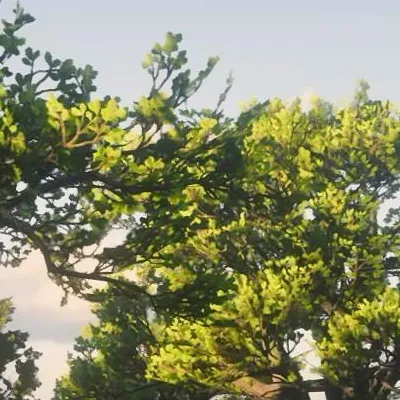 chat with ai character: RDR2🤠