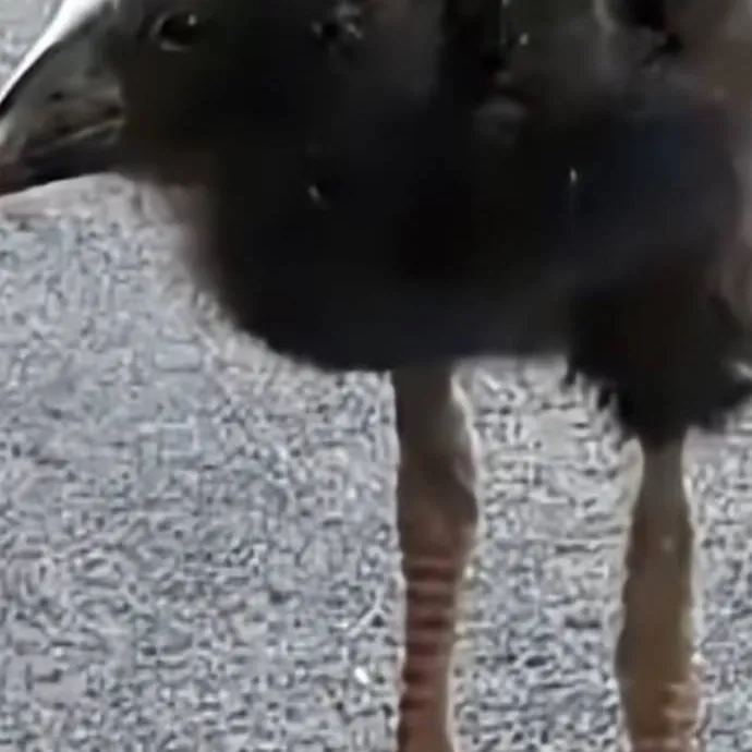 chat with ai character: idea box