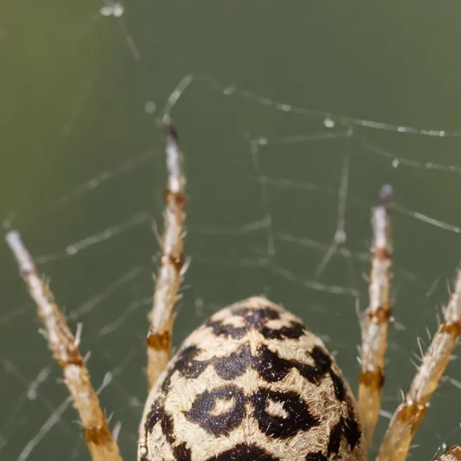 memory with ai character: talkie