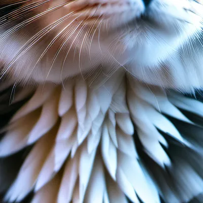 chat with ai character: Cat