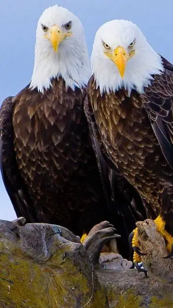 ai character: Eagle background