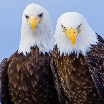 chat with ai character: Eagle