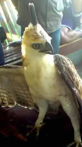 ai character: philipine eagle background