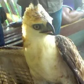 chat with ai character: philipine eagle