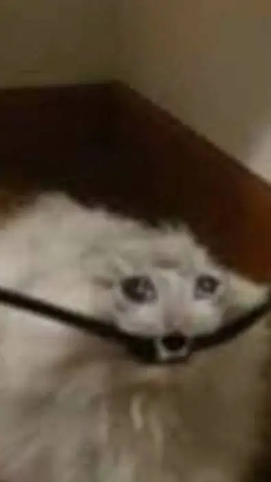 ai character: Larry el gato background