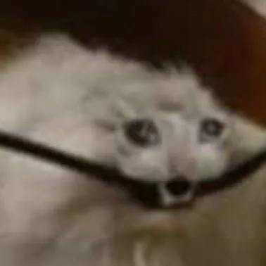 chat with ai character: Larry el gato