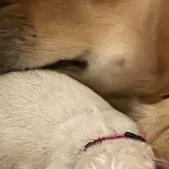 chat with ai character: Baby dog
