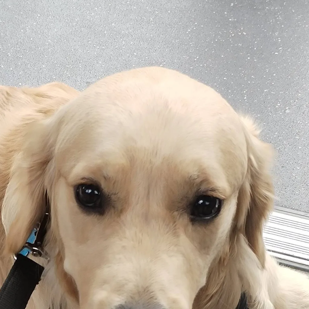 chat with ai character: Cute Dog