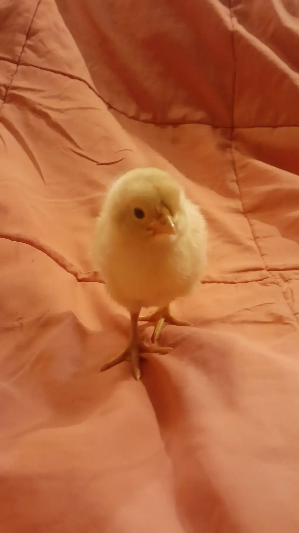 ai character: pollo background