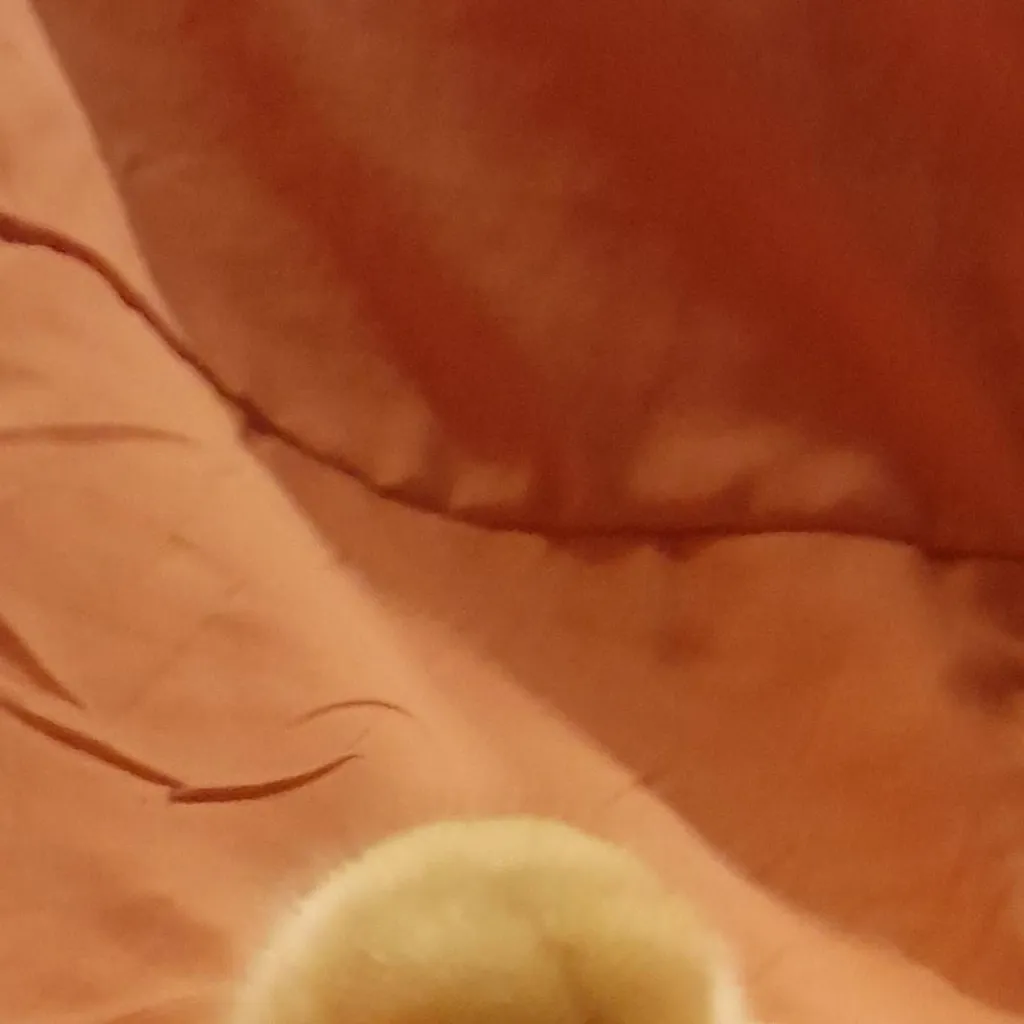 chat with ai character: pollo