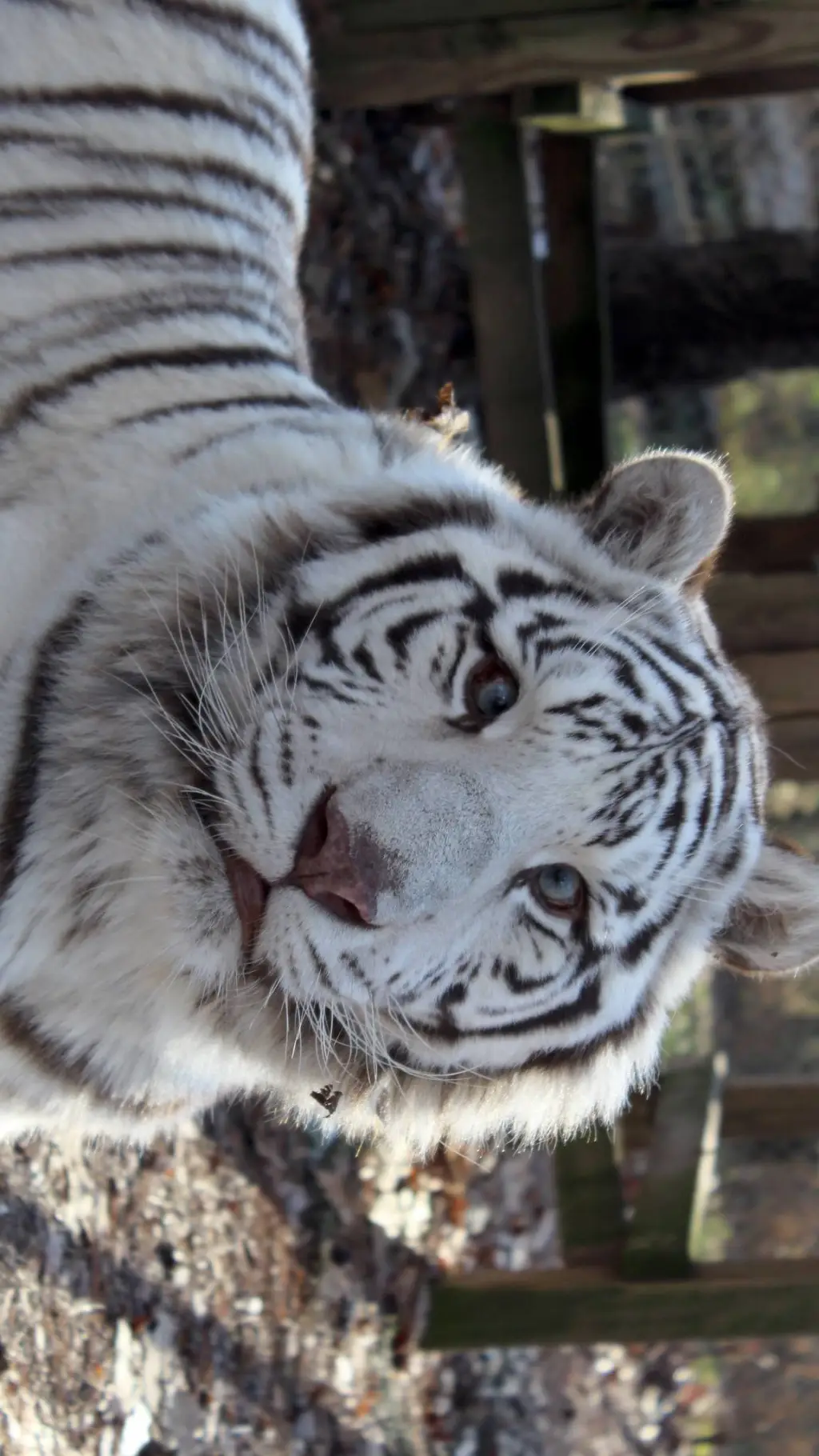 ai character: you are a zoo keep background