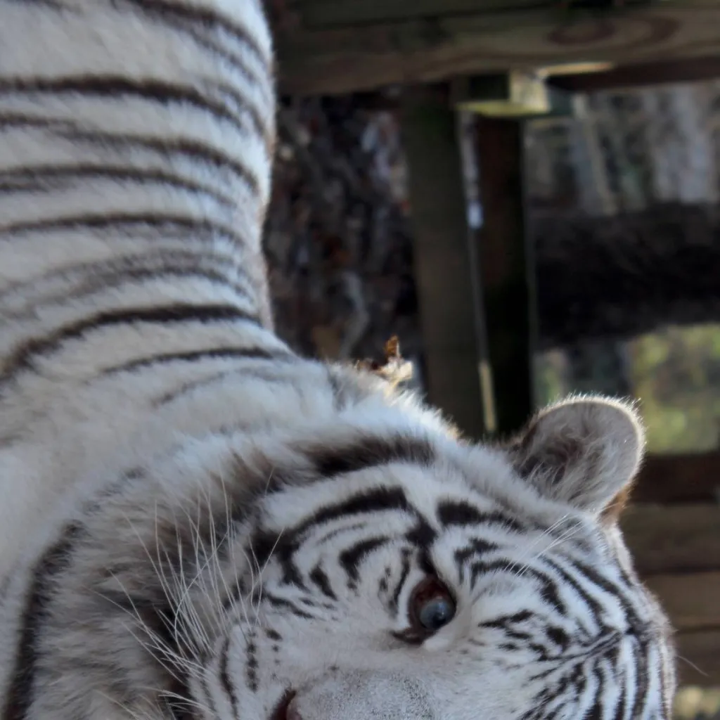 chat with ai character: you are a zoo keep