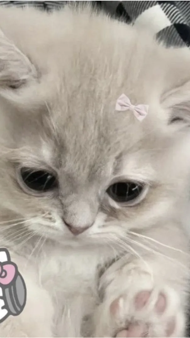 ai character: Sad kitten background