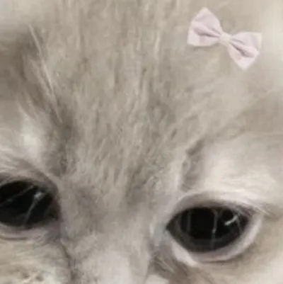 chat with ai character: Sad kitten