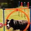 chat with ai character: Dog school!