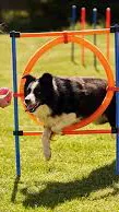 ai character: Dog school! background