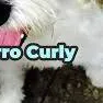 chat with ai character: Curly R.I.P